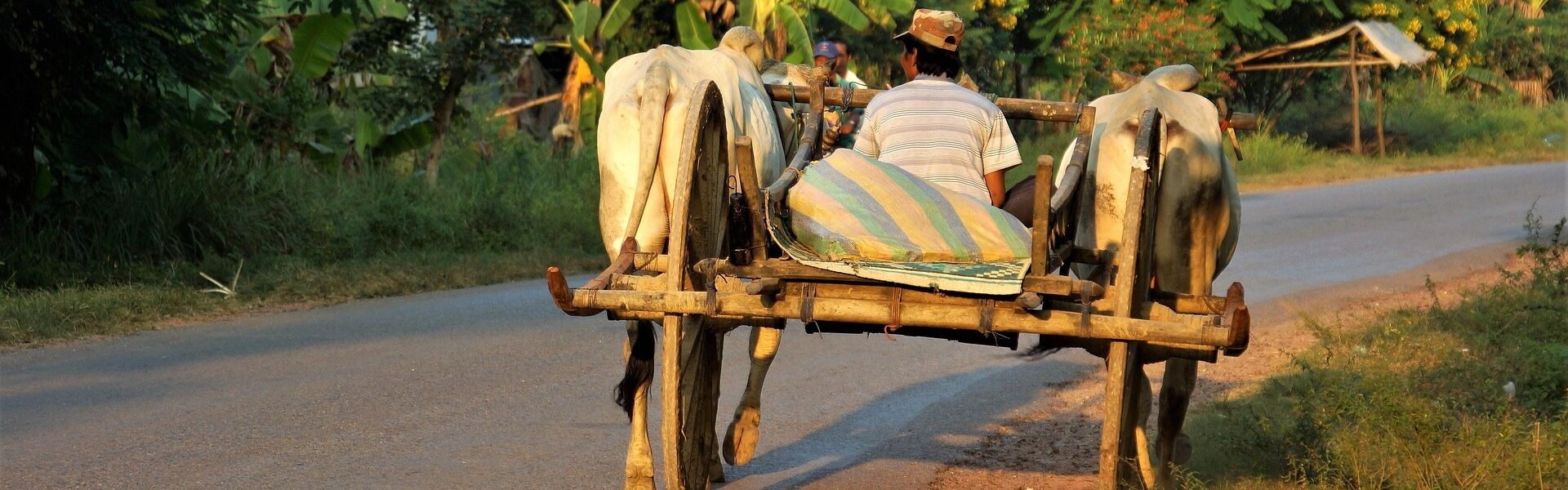 Battambang Cows Carts in the Rural Area of Laos
